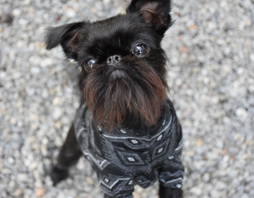 Black & Grey Geometric Merino  Dog Tee