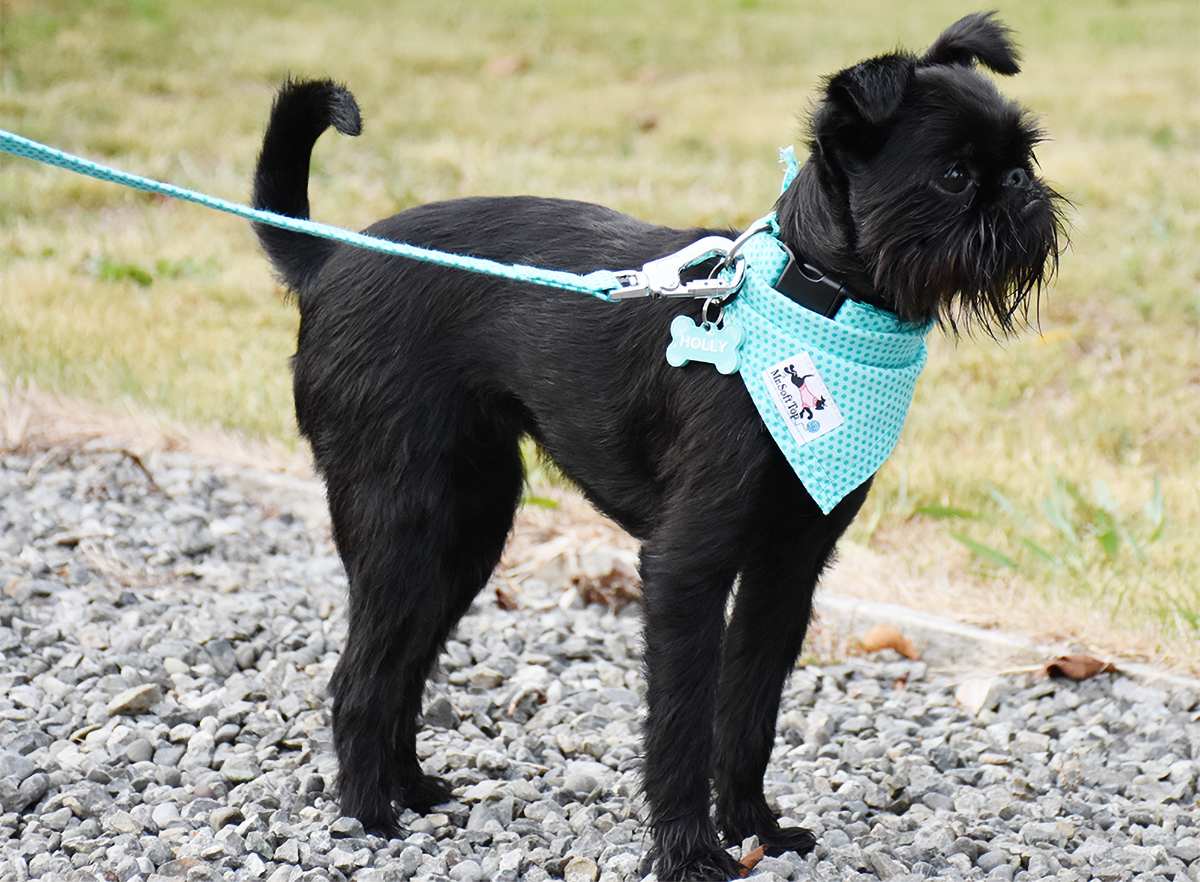 Teal Spot Dog Collar