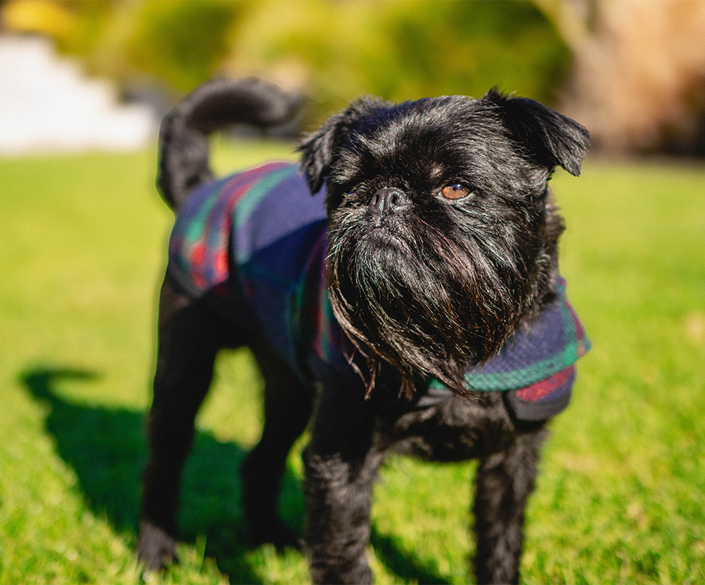 Navy Tartan Unlined Walking Dog Coat