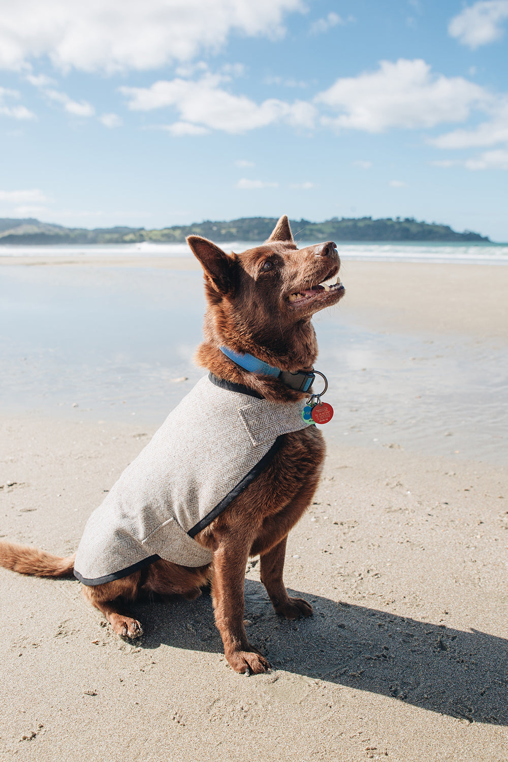 Herringbone dog outlet coat