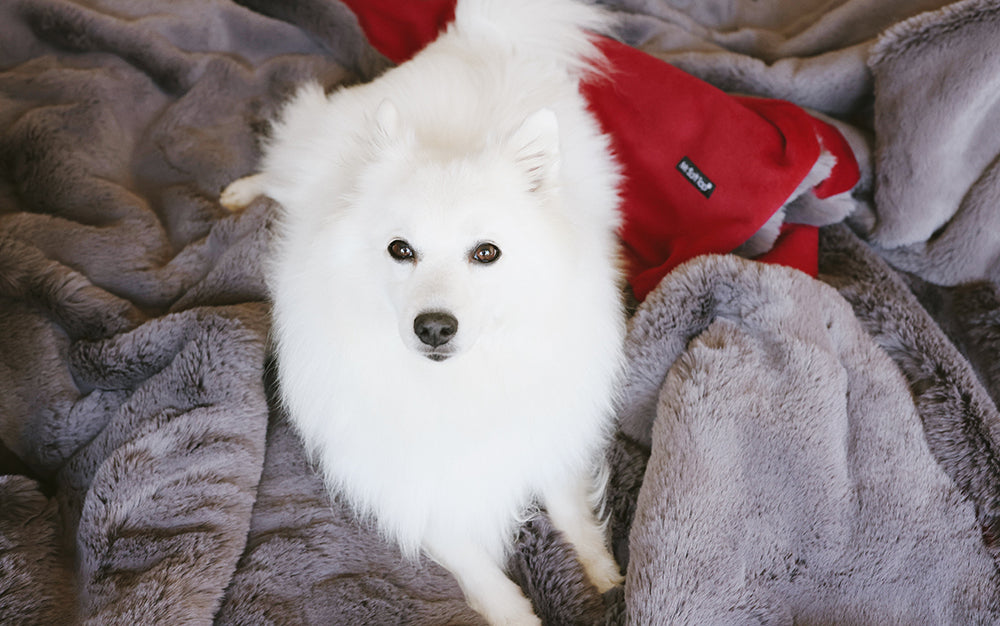 Samoyed 2024 fur blanket